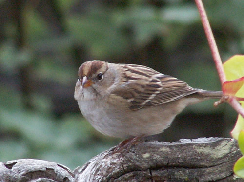 Juvenile White-crowned Sparrow
