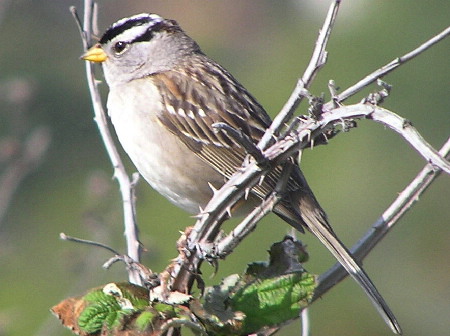 White-crowned Sparrow 