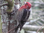 Birds of North America Crossword #3