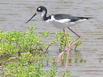 Birds of North America Crossword #5: Shore and Wading Birds