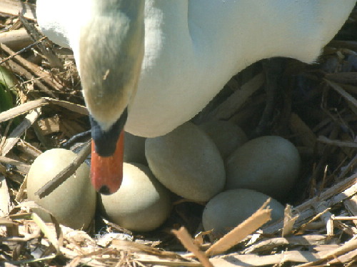 Mute Swan and eggs