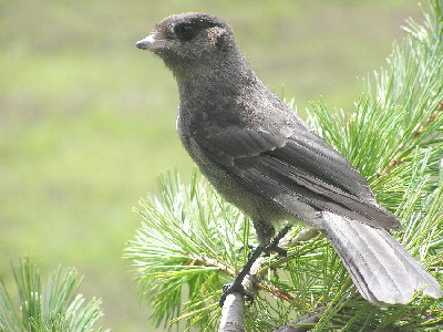 Young Canada Jay 