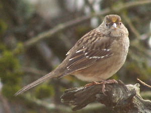 Young White-crowned Sparrow