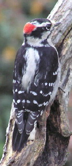 Downy Woodpecker