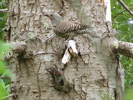 Northern Flicker and babies