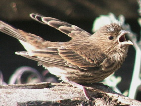Young House Finch ready for food