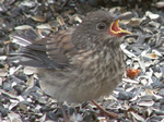 Young birds