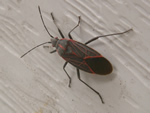 Bug of the Month - click to visit