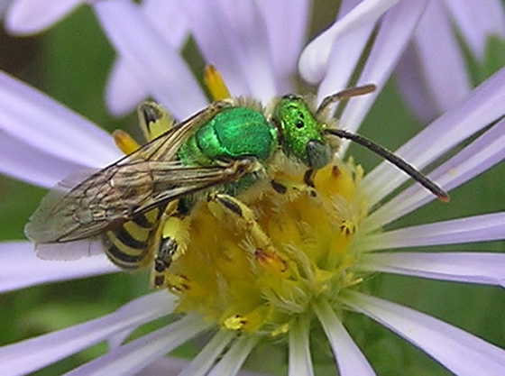 Green Metallic Bee, Agapostemon femorata