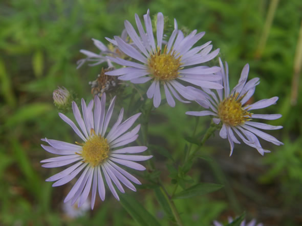 Common California or Pacific Aster, Aster chilensis or Symphyotrichum chilense 