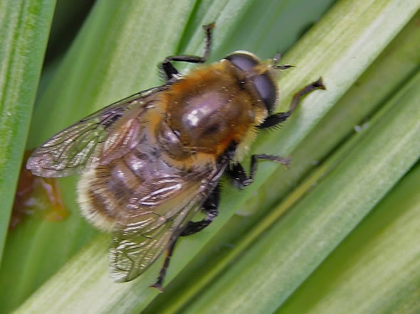Narcissus Bulb Fly, Merodon equestris