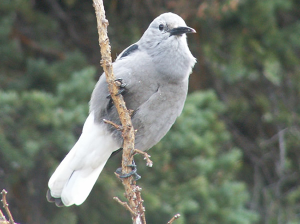 Clark's Nutcracker, Nucifraga columbiana 