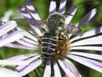 Western Leafcutter Bee