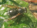 Bald-faced Hornet