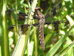 Common Whitetail Dragonfly