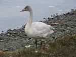 Tundra Swan 
