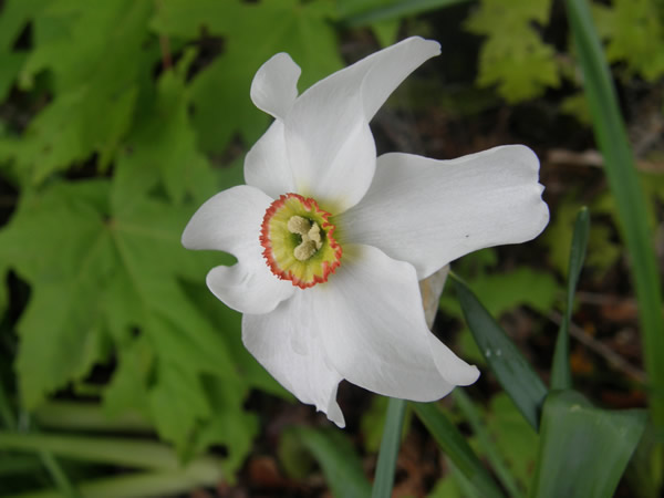 Poet's Daffodil, Narcissus poeticus 