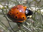Rathvon's Lady Beetle