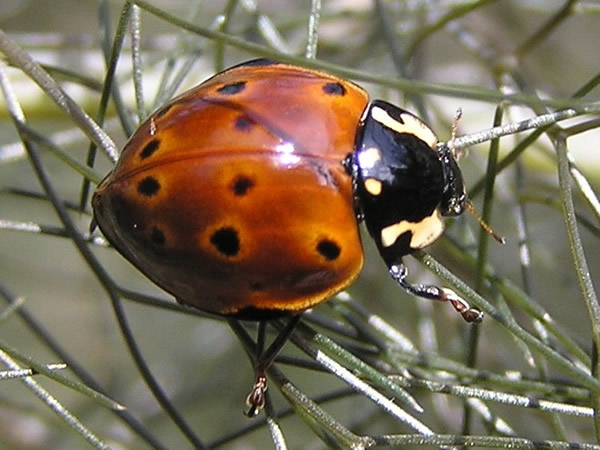Rathvon's Lady Beetle, Anatis rathvoni 