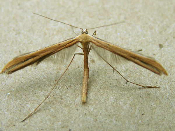 Morning Glory Plume Moth, Emmelina monodactyla