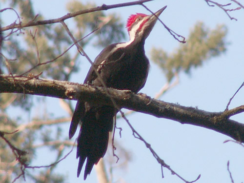 Pileated Woodpecker, Dryocopus pileatus 