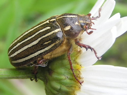 Ten-lined June Beetle, Polyphylla decemlineata 