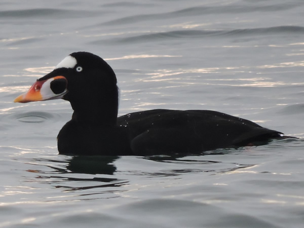 Surf Scoter, Melanitta perspicillata