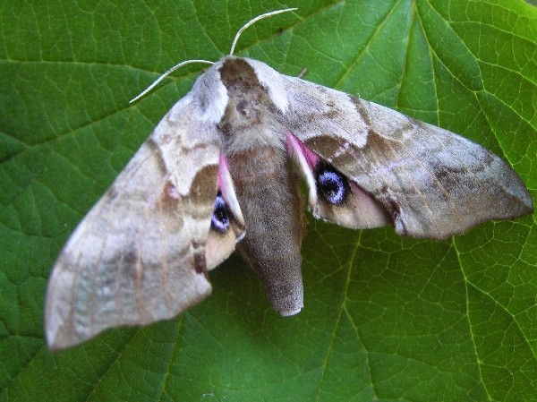 One-Eyed Sphinx Moth, Smerinthus cerisyi