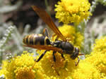 Paper Wasp