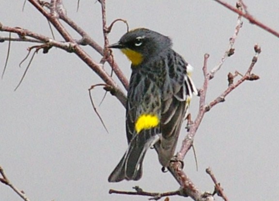 Yellow-rumped (Audobon's) Warbler