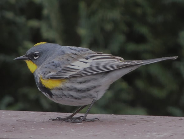 Yellow-rumped (Audobon's) Warbler