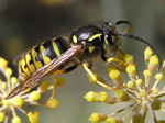 Sandhills Hornet