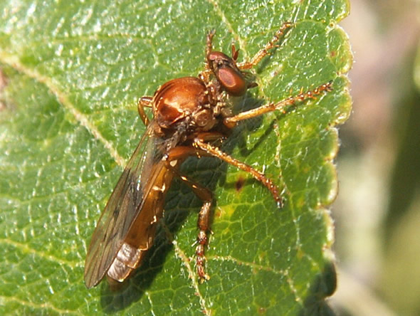 Robber Fly, Nicocles rufus 
