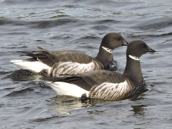 Western Black Brant, Branta bernicla