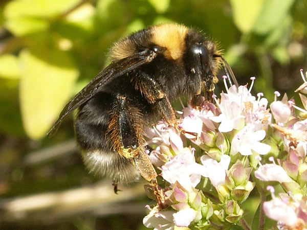 Western Bumblebee, Bombus occidentalis
