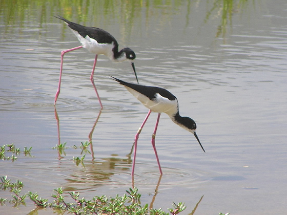 A pair of Black-necked Stilts