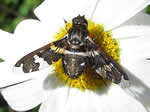 Progressive Bee Fly, Exoprosopa dorcadion