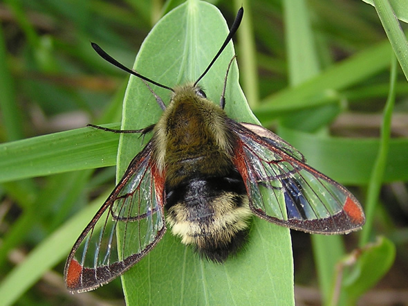 Snowberry Clearwing Moth, Hemaris thetis