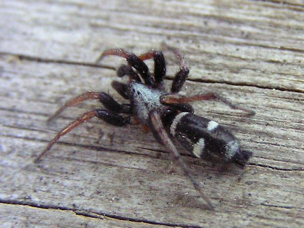 Ground Spider, Sergiolus columbianus