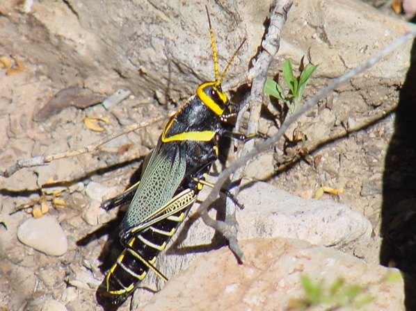 Horse Lubber Grasshopper, Taeniopoda eques