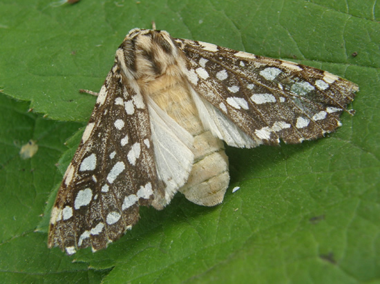 Silver-spotted Tiger Moth, Lophocampa argentata 