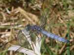 Blue Dasher Dragonfly, Pachydiplax longipennis