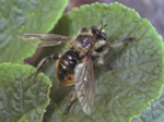 Bumblebee Robber Fly 