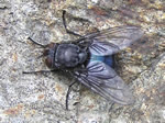 Bluebottle Fly 