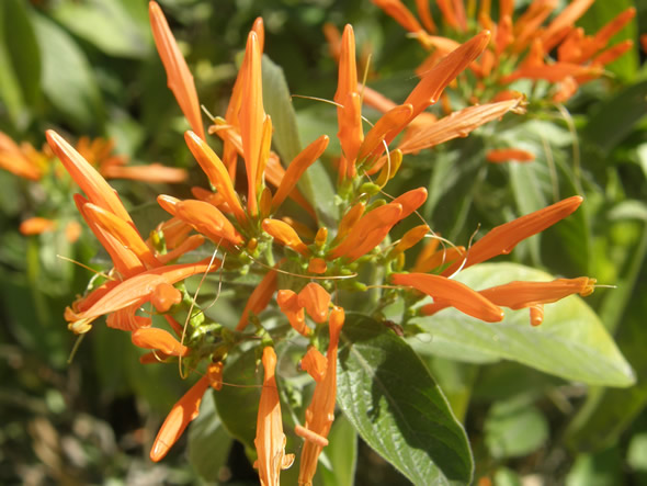 Orange Plume Flower, Justicia spicigera