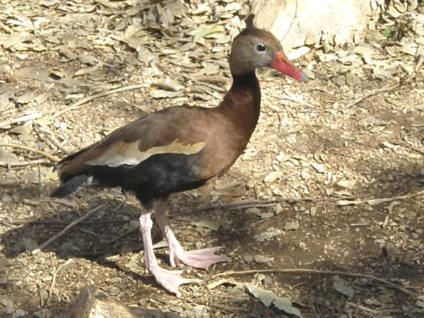 Black-bellied Whistling Duck, Dendrocygna autumnalis