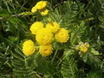 Northern Dune Tansy