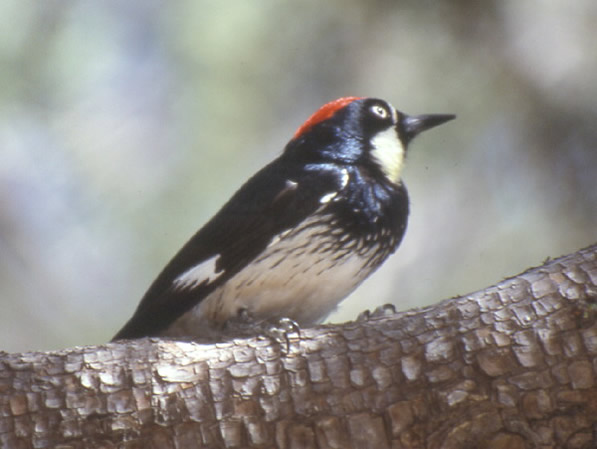 Acorn Woodpecker, Melanerpes formicivorus