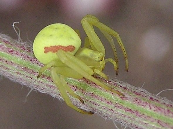 Goldenrod Crab Spider, Misumena vatia