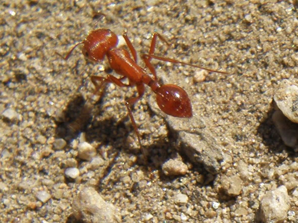 Maricopa Harvester Ant, Pogonomyrmex maricopa